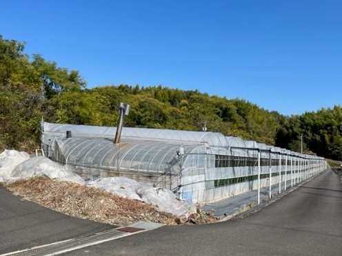 倉敷市船穂町船穂のスイートピー農園