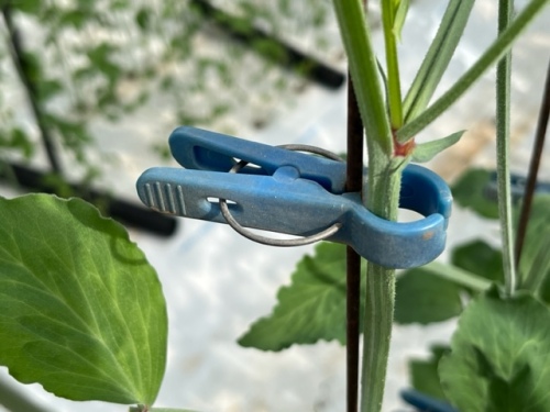 スイートピーの茎の誘引に使う「ピーホルダー」