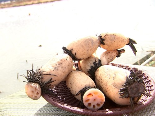 おせち料理の食材として需要が高いレンコン
