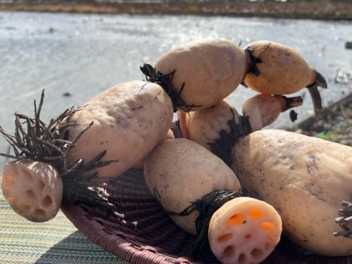 備南地区で栽培されているレンコン