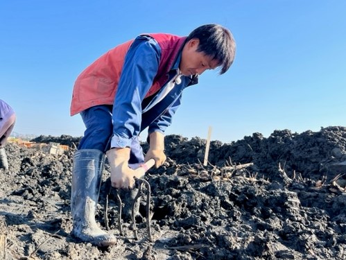 「くわ」を使って掘る高橋幹雄さん