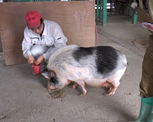興陽高校で飼育しているミニブタ
