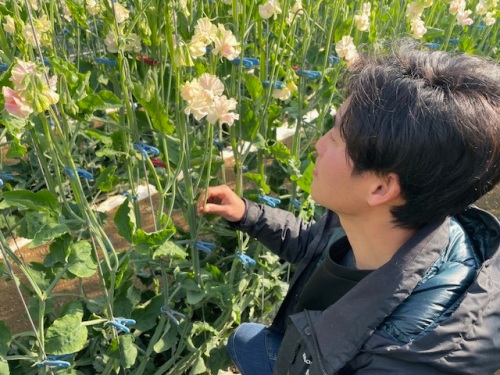 スイートピーの栽培をする淺野さん