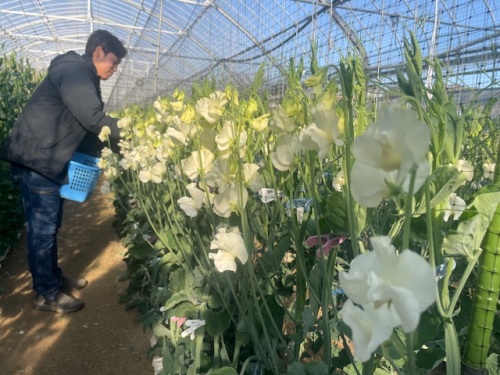 作業する淺野さん