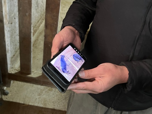 スマートフォンを通して牛舎の様子を見ることができる