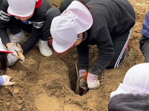 ごぼうの収穫体験をする旭丘小学校3年生の児童