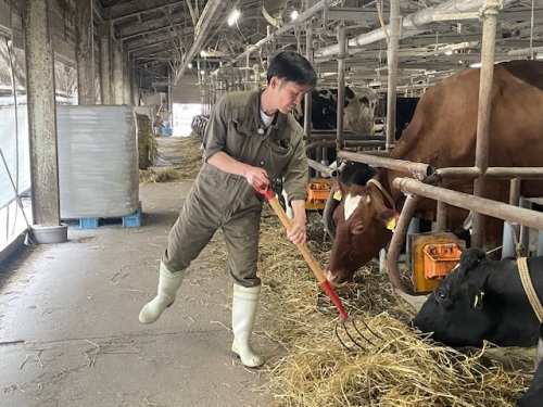牛にエサをやる吉本さん