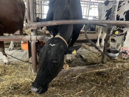 吉本さんが飼育している牛