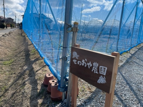 せのおや農園