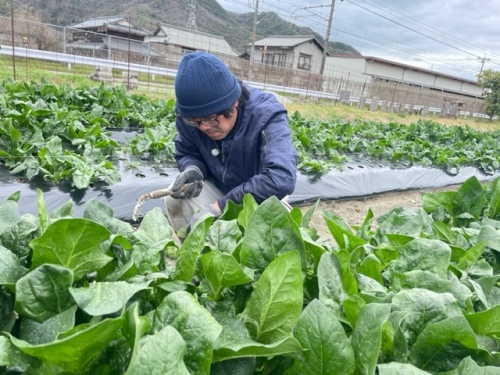 ホウレンソウを収穫する野島さん