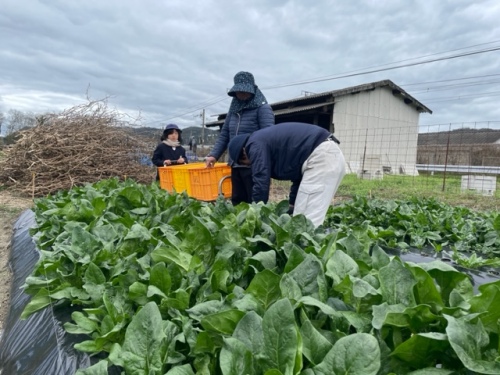 作業する野島さん家族