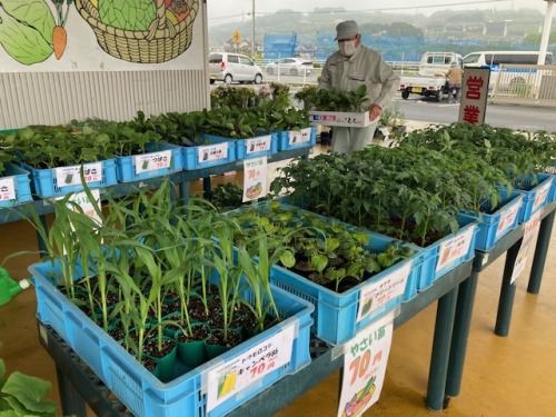 メルカートたまきた果菜館に並んだ夏野菜の苗
