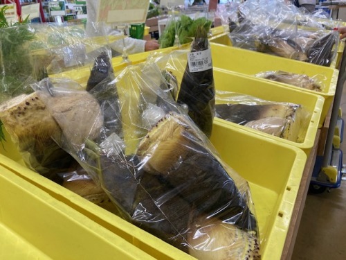 メルカートたまきた果菜館で販売されているタケノコ