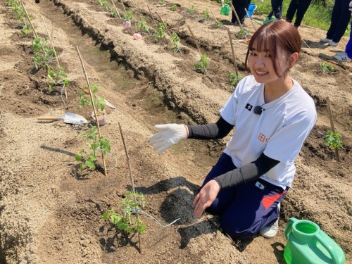 トマトの植え付け体験をした学生
