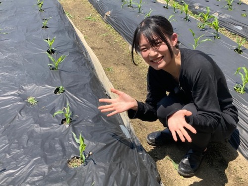 トウモロコシを栽培する学生