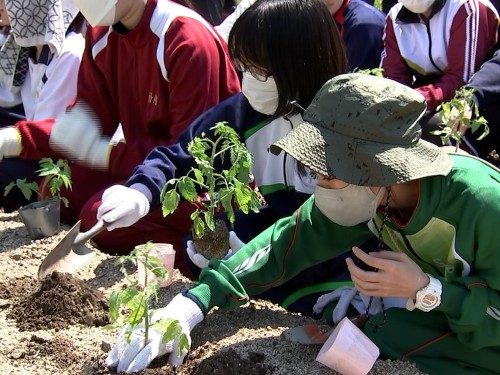 トマトを浅植えするくらしき作陽大学の学生