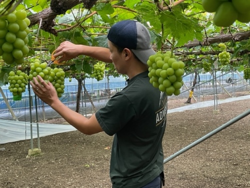 シャインマスカットを収穫する小見山さん