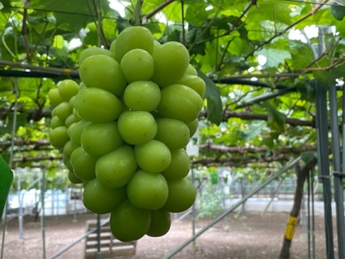 小見山さんが栽培したシャインマスカット