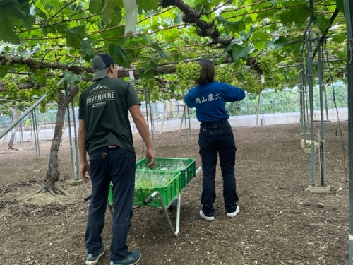 マスカットを収穫する小見山さんと尾崎さん