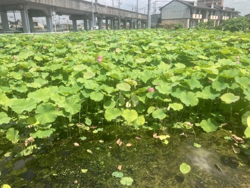 倉敷市茶屋町のハスの田んぼ