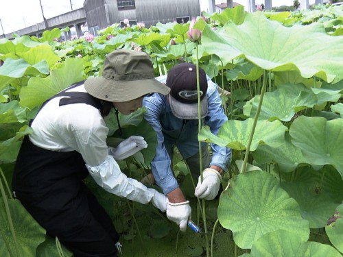 ハスの収穫作業を教えてもらう難波さん