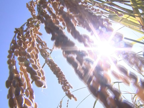 日差しを受ける雄町の稲穂