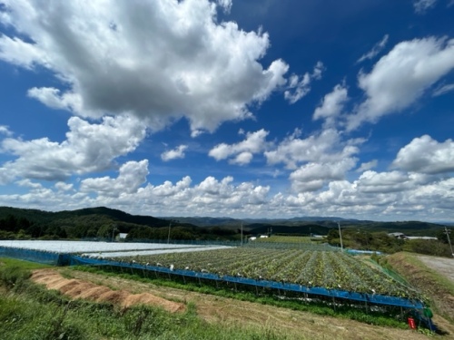 吉備中央町下加茂にあるぶどう生産団地