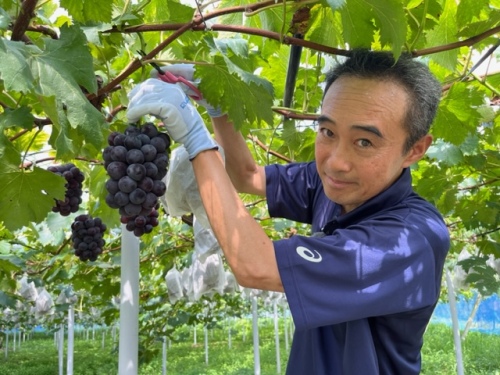 JA岡山加茂川ぶどう部会長の瀬尾和弘さん