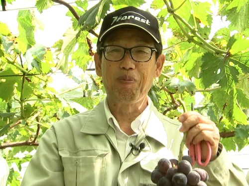 ピオーネを試食する山本町長