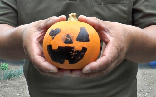 ハロウィーンカボチャ