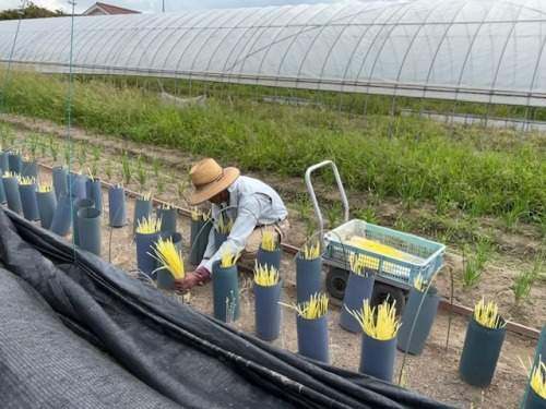 作業をするJA晴れの国岡山山陽黄ニラ部会の井平茂芳代表