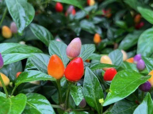 花トウガラシ