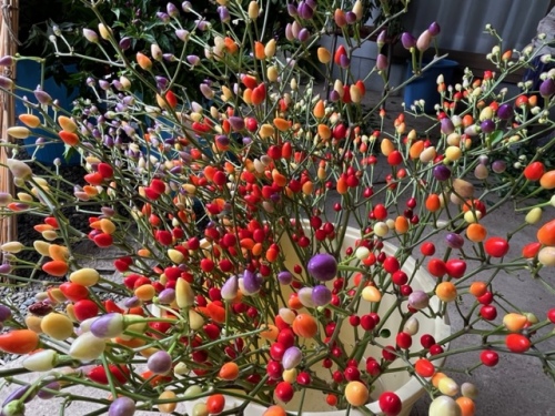 葉を取り除いた花トウガラシ