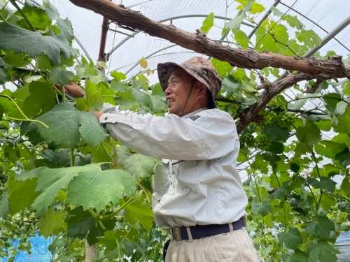 作業をする藤原さん