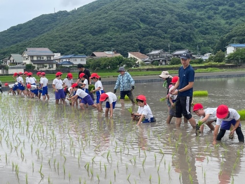田植え体験をする牧石小学校の5年生