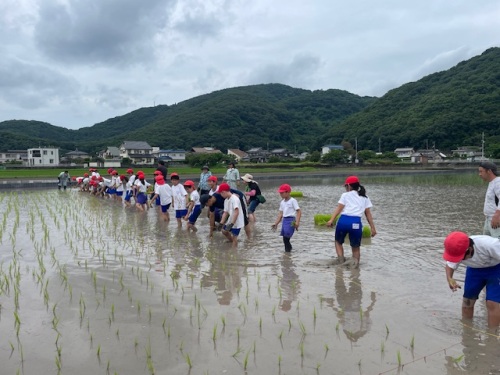 田植え体験をする牧石小学校5年生の生徒
