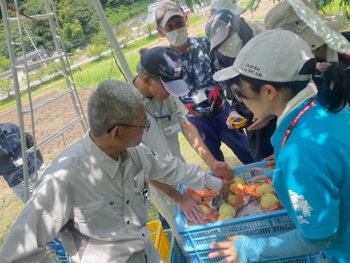 清水白桃の収穫の様子