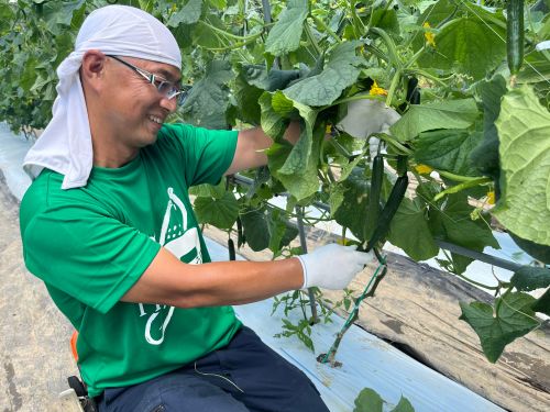 久米南キュウリ部会で作っている里海きゅうり