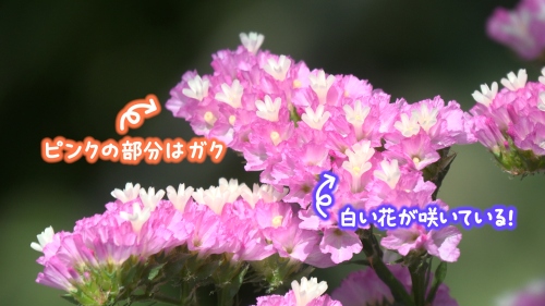 ピンクの部分はガク、白い部分が花