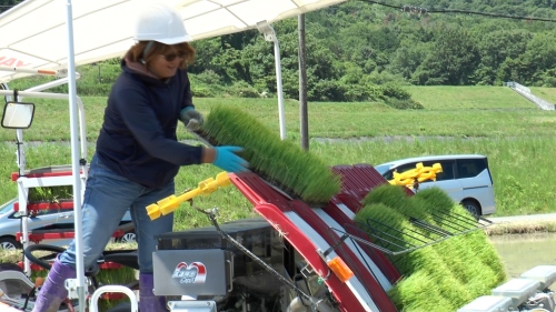 田植え