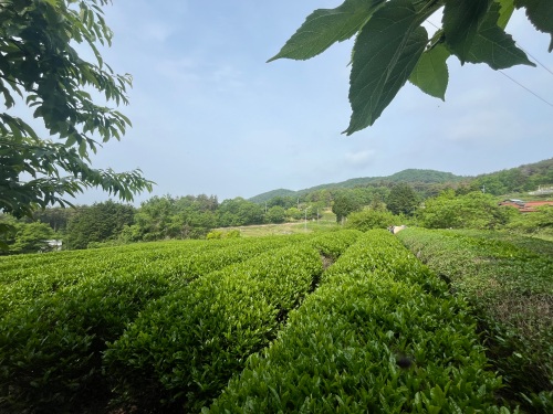 標高およそ500メートルのところにある茶畑