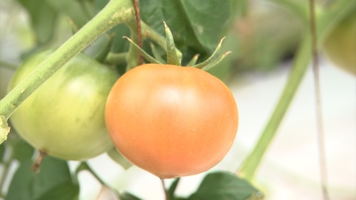 夏は赤くなる前のオレンジ色の状態のときに収穫