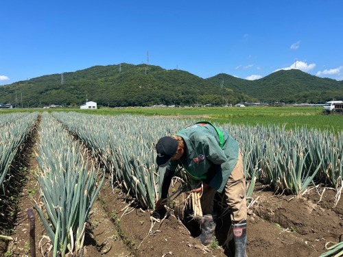この時期は朝5時から白ネギの収穫作業が始まります。