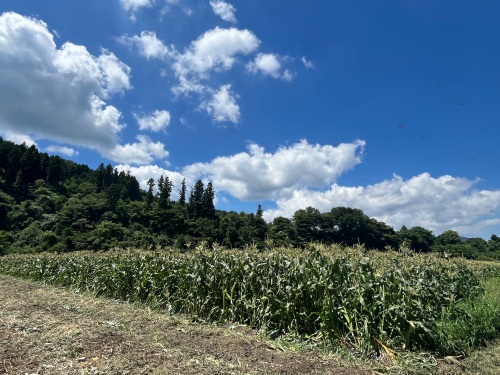 真庭市蒜山上徳山で生産している中村完さんの畑