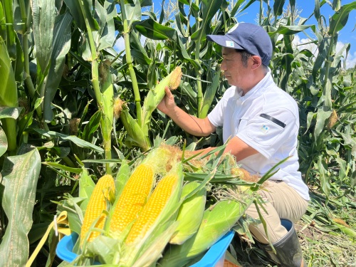 カキ殻を有効利用して野菜を生産する「里海野菜」