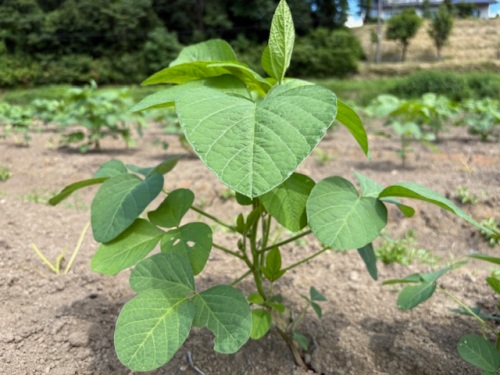 6月に定植した黒大豆。