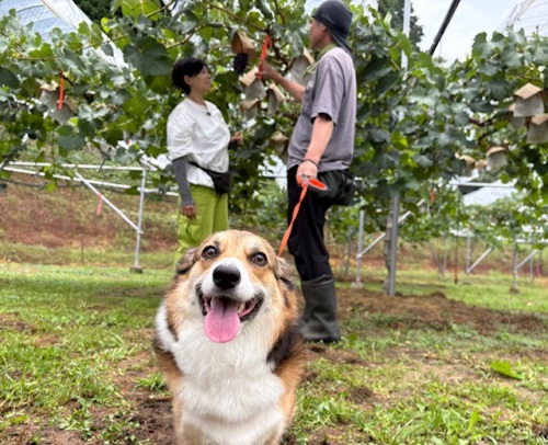 たくさんの人に”幸せ“も、 おすそわけしてくれるかもしれませんね