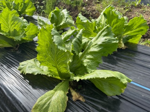 ほろ苦さが特徴のイタリア野菜『トレビス』。
