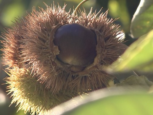 勝英地域特産の「作州栗」