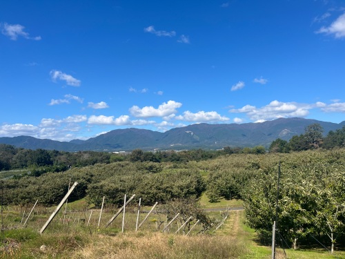 那岐山が望める、勝央町河原にある栗畑